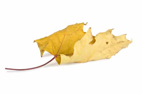 Gelbes Laubblatt