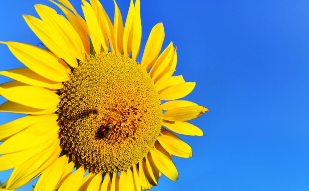 @Depositphotos | Tycoon Einzelne Sonnenblume vor blauem Himmel
